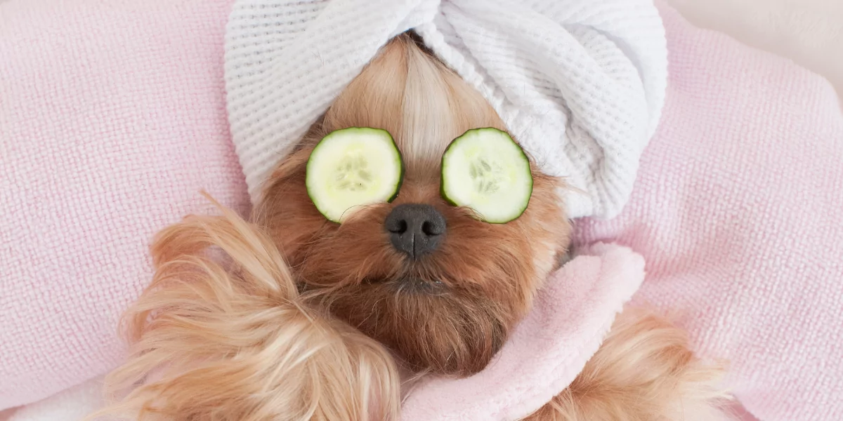 Small dog dressed for a spa day