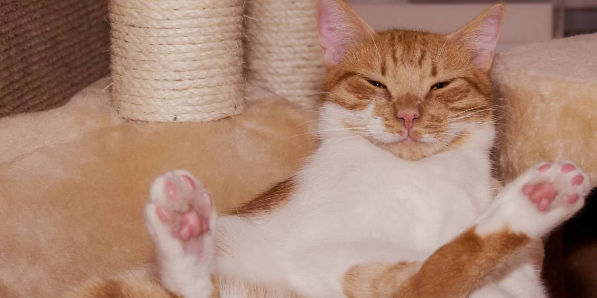 Cat sitting back and relaxing